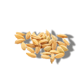 HYDROLYSERT RISPROTEIN